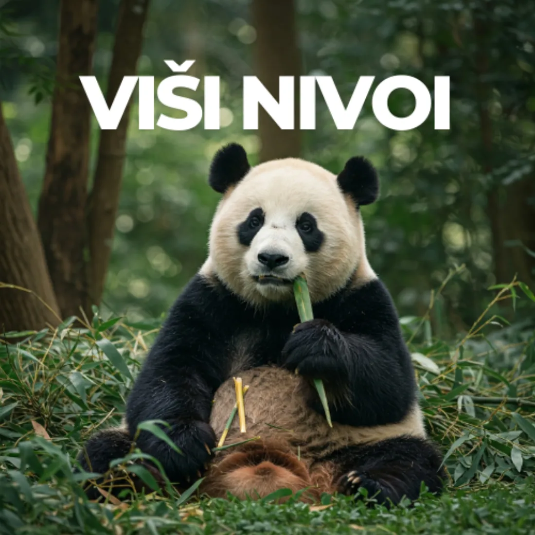 Kurs kineskog HSK4+ / viši nivoi